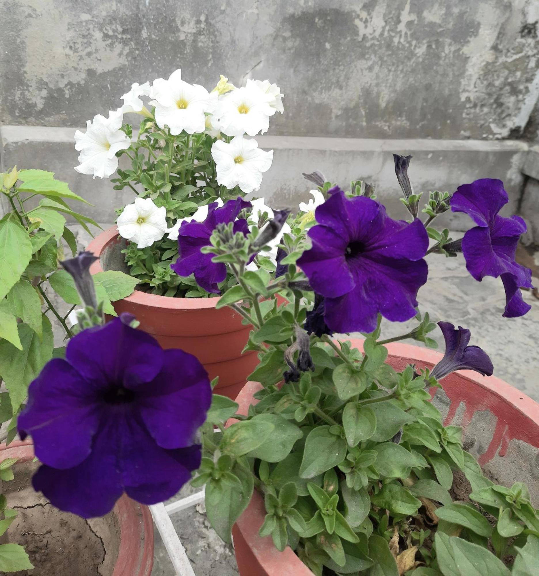 Gokul Pg Homestay Горакпур Екстериор снимка
